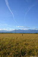 In mezzo al riso Sant’Andrea alla verifica del grado di maturazione.