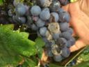 Salento devastato dalle piogge: Vendemmia a rischio