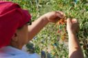 Bacche di Goji fresche, il primo raccolto made in Italy