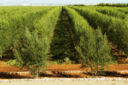 Il Marocco ha riproposto al Sol and Agrifood di Vinitaly la propria eccellenza olivicola