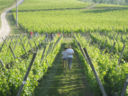 Enoturisti pronti, via! Domenica 29 maggio torna ‘Cantine Aperte’