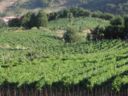 Roma. 10 vini imperdibili da Greco di Tufo a Sagrantino di Montefalco