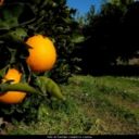 Le arance rosse dell’Etna