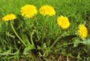 Ricetta: Insalata di primavera con fiori di campo