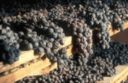 Amarone: pregiato vino dal cuore antico