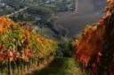 Montepulciano d’Abruzzo: il vino delle donne, ma non solo!