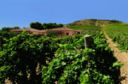 Cantine Rallo: gli artigiani del vino operanti in Sicilia da oltre 150 anni