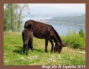 COCCOLE DI CACHEMIRE: gli artigiani di Squisito 2011