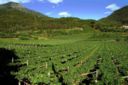 Vini e Vitigni autoctoni del Trentino, il Teroldego Rotaliano