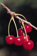 The spirit of ciliegie: I love red…