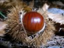 Tomaxelle con farcia di castagne