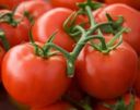 Fast Tomatoes in a Pan