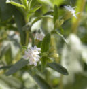 Dietor è anche verde, grazie alla stevia