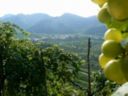 Viticoltura, San Michele all'Adige ospita il terzo Convegno nazionale