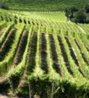 150 viticoltori reggiani alla scoperta delle macchine più innovative