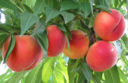 Pesche e Nettarine di Romagna protagoniste in Riviera Adriatica