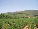 Sos vigneti incolti