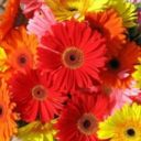 Piante, fiori e mense scolastiche dovranno "parlare lombardo"