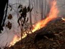 Incendi boschivi: gli indirizzi operativi