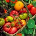 Agricoltura, frena la caduta dei prezzi sui campi