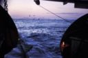 Emergenza Pesce Azzurro: In tre anni il crollo delle catture