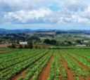Agricoltura, Cia: 300 milioni di euro per salvare migliaia di imprese dal tracollo