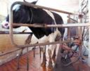 Quote latte, Cia: un atto vergognoso, mentre le vere questioni agricole restano irrisolte