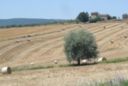 Ue, Cia: risorse ai veri agricoltori. Basta con le rendite parassitarie