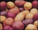Agricoltura, Cia: dopo l'insalata arrivano le prime patate di qualità "cresciute dai rifiuti"