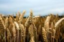 Caldo, Coldiretti: bruciato 20% raccolto grano in Russia