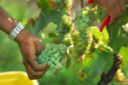 Monte Rossa in Franciacorta: inizia oggi la vendemmia