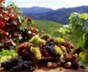 Caldo, Coldiretti: allarme grandine su vendemmia 2010