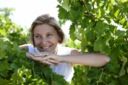 Alle Cantine Lungarotti inizia la raccolta delle uve bianche all'insegna dell'ottimismo