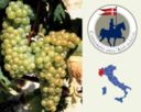 Asti Docg, parte la vendemmia 2010