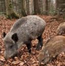 Mandria cinghiali minaccia paese, Coldiretti: allarme in tutta Italia