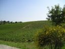 Monte San Pietro (Bo), "Viticoltura e paesaggio": Salviamo il Territorio