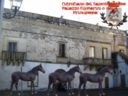 Il Cavallo di Cutrofiano del Salento leccese: discente dei puledri di Anchise