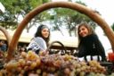 Torna il Gambellara Wine Festival