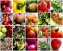 Cei: Marini (Coldiretti), etica a tavola dà dignità a lavoro agricolo
