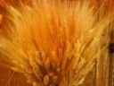 Prezzi agricoli di agosto, Ismea: cereali + 17,5% rispetto a luglio, + 21% su agosto 2009