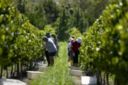 Vendemmia: Candia, annata super nonostante leggero calo produzione