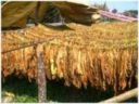 Dal tavolo di filiera di oggi gli interventi per il rilancio del settore del tabacco