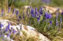 L'Issopo (Hyssopus officinalis L.) del Salento leccese