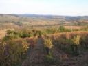 Adotta un filare nel Chianti... alla Fattoria di Sant'Appiano