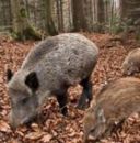 Una polizza "anti cinghiali" per gli agricoltori di Varese