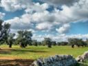 Uscire dal tunnel della "monotonia agricola" per ottenere una nuova Pac