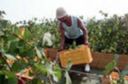 Vertice con il governo egiziano sui lavoratori nel settore agricolo