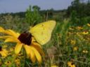 Biodiversità e cambiamenti climatici, la strategia per salvaguardare l'ambiente