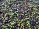 Olive in Trentino, si prevede una annata abbondante