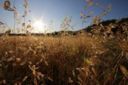 Crisi, Coldiretti: in ripresa anche prezzi prodotti agricoli, +12%
